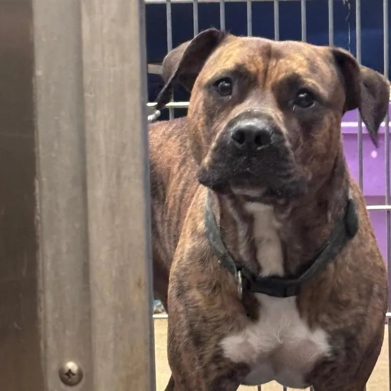An adult large-sized male Brindle Pit Bull Terrier dog named YORKStray for adoption in York, PA