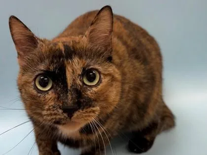 An adult small-sized female Domestic Short Hair cat named Coco for adoption in Golden Valley, MN