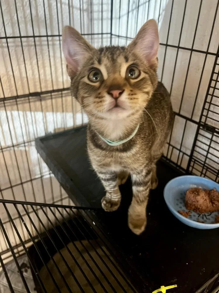 Theobrown Collar thumbnail 2