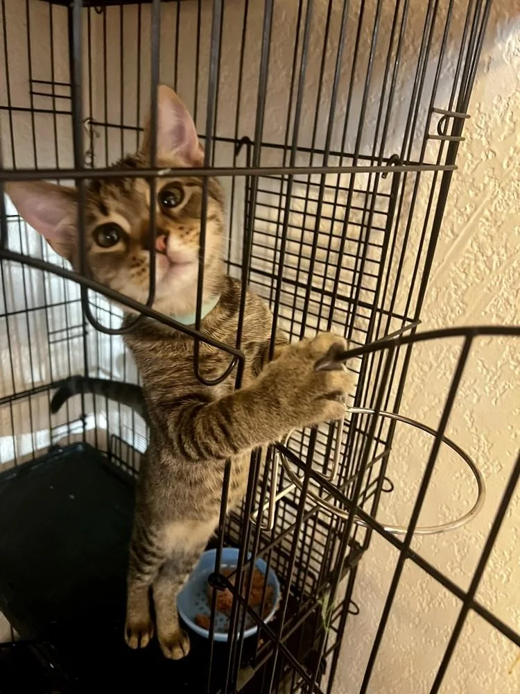 Theobrown Collar thumbnail 3