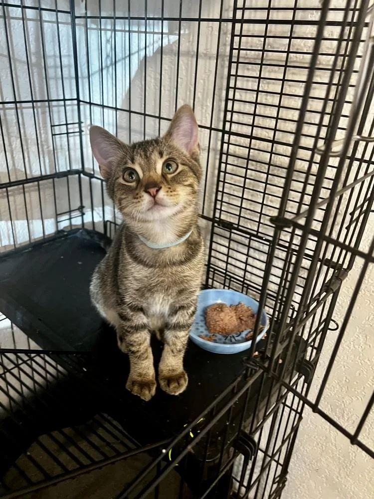 Theobrown Collar thumbnail 5