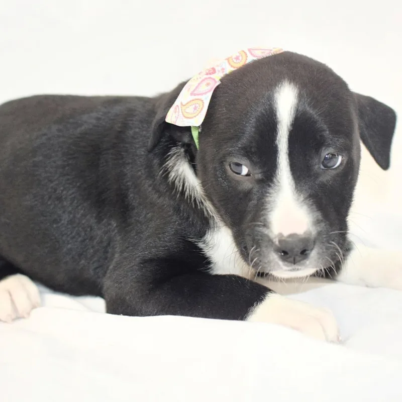 A baby medium-sized female Boxer dog named Cyndi for adoption in Monon, IN