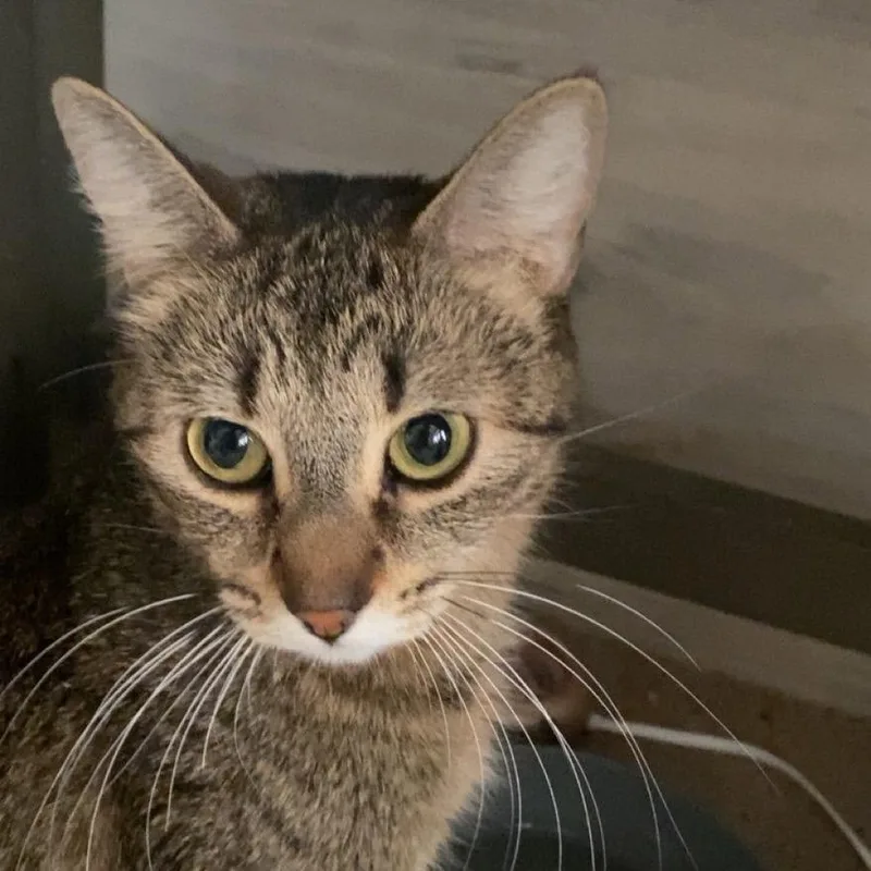 An adult medium-sized female Domestic Short Hair cat named Arty Mae for adoption in Park City, UT