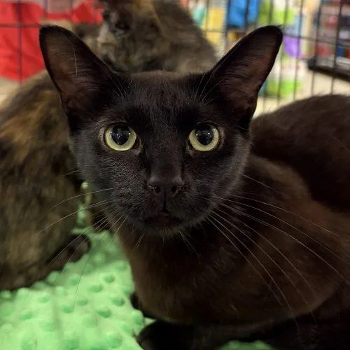 A baby small-sized female Domestic Short Hair cat named Poppy for adoption in Knoxville, TN