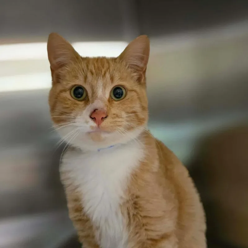 An adult medium-sized male Orange / Red Domestic Short Hair cat named Squeaks for adoption in Hinsdale, IL