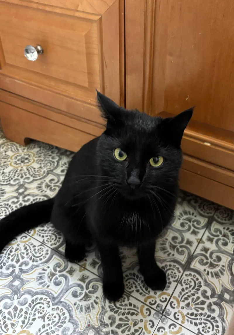 A young medium-sized female Black Domestic Short Hair cat named Odette for adoption in brant, MI