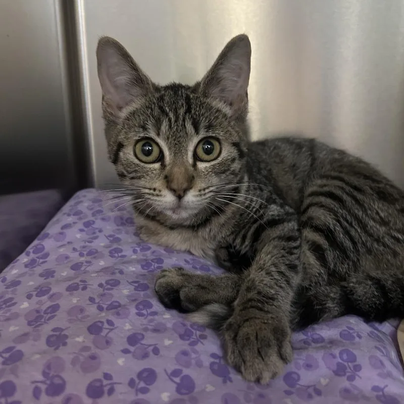 A baby small-sized female Brown / Chocolate Domestic Short Hair cat named Later Tater for adoption in Charlottesville, VA
