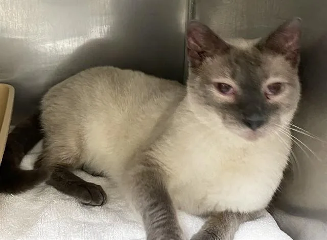 An adult large-sized male Siamese cat named Top Secret Handshake for adoption in Lees Summit, MO
