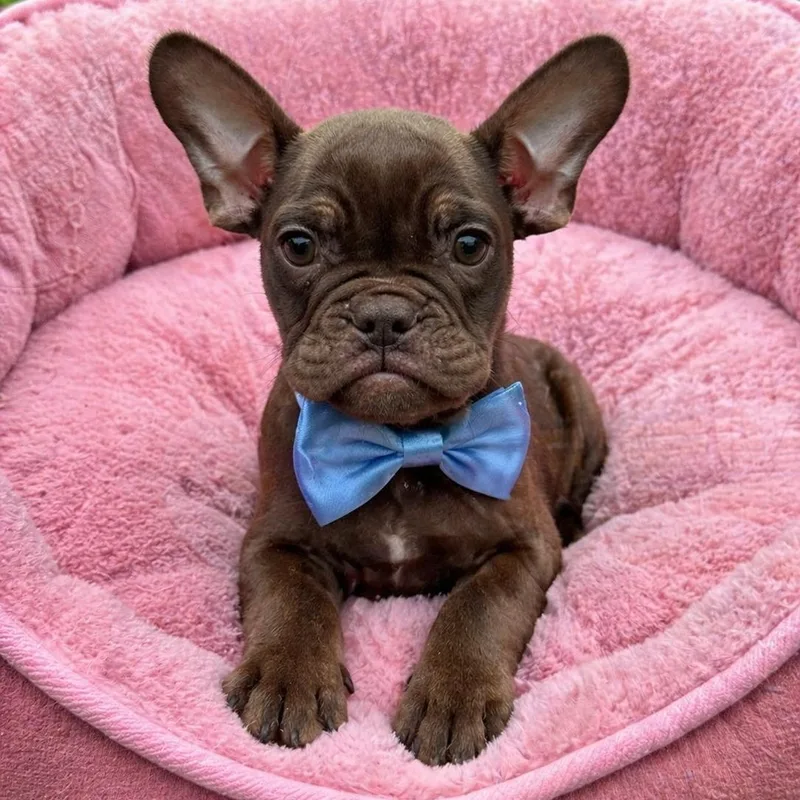 A baby small-sized male Brown / Chocolate French Bulldog dog named Bristol for adoption in Crosby, TX