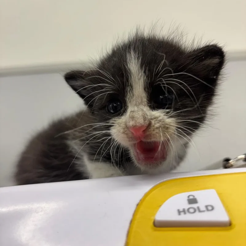 A baby small-sized male Black Domestic Short Hair cat named Loki for adoption in Tampa, FL