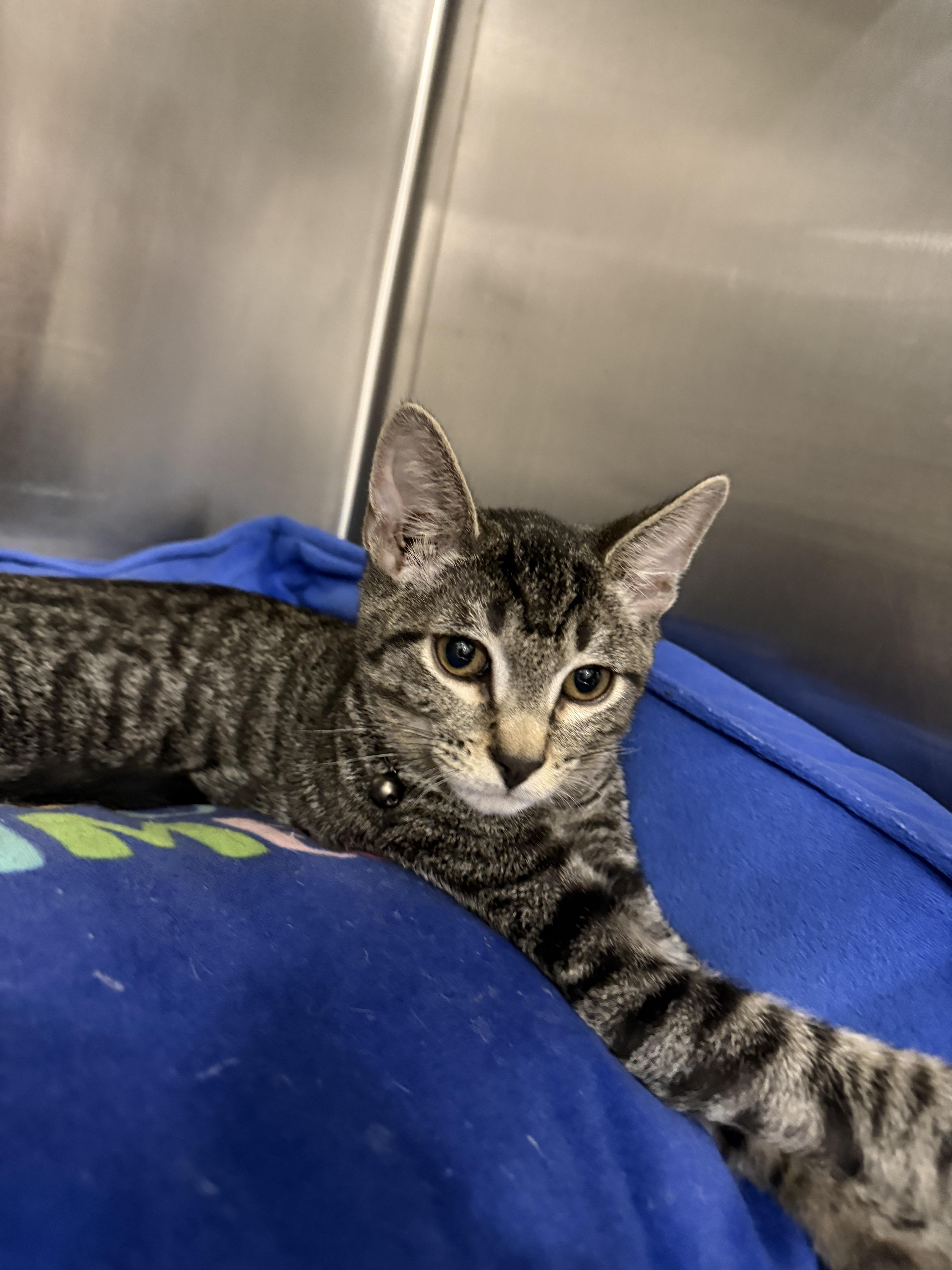 A young small-sized male Domestic Short Hair cat named Clove for adoption in South Pasadena, CA