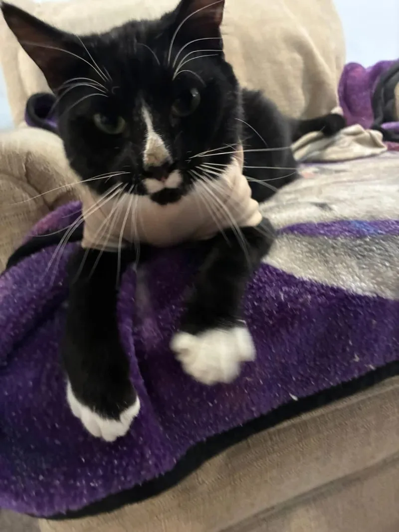 A young medium-sized male Black & White / Tuxedo Domestic Short Hair cat named Ricky Rocket for adoption in Mokena, IL