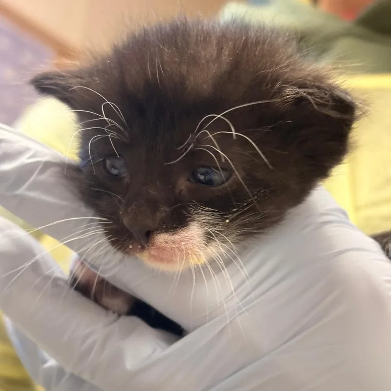 A baby small-sized male Black Domestic Short Hair cat named Portobello for adoption in Easton, PA