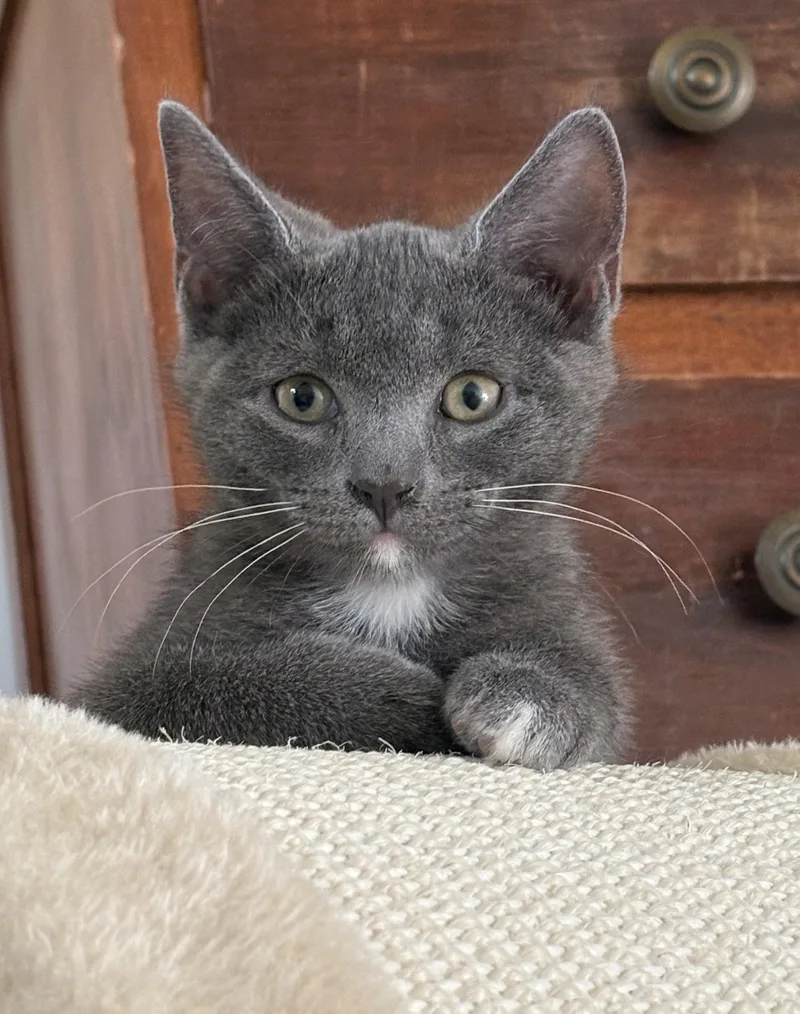 A baby medium-sized male Gray & White Domestic Short Hair cat named Ferb for adoption in Richmond, VA