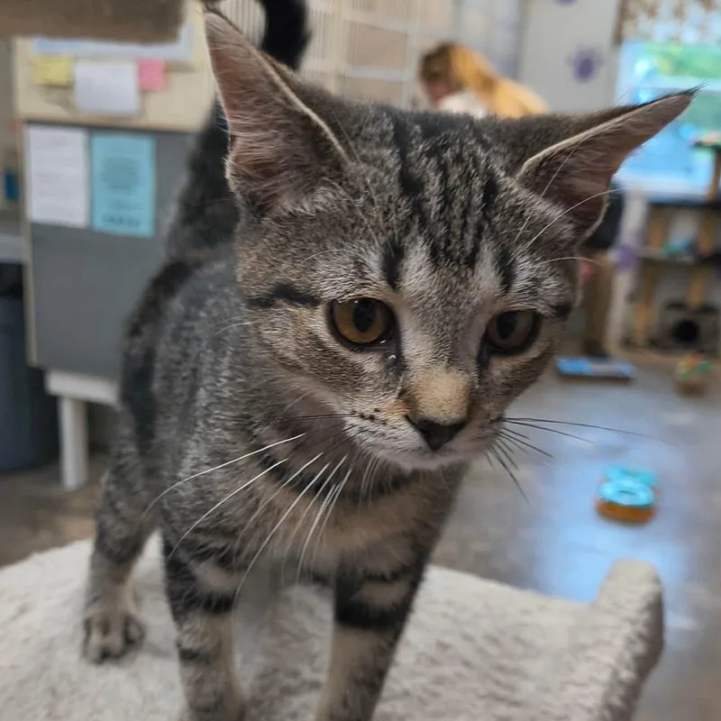 A baby medium-sized female Tabby (Brown / Chocolate) Domestic Short Hair cat named Biscuit for adoption in Saint Marys, PA