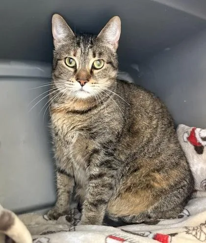 An adult extra large-sized female Brown / Chocolate Domestic Short Hair cat named Cruise for adoption in Fernandina Beach, FL