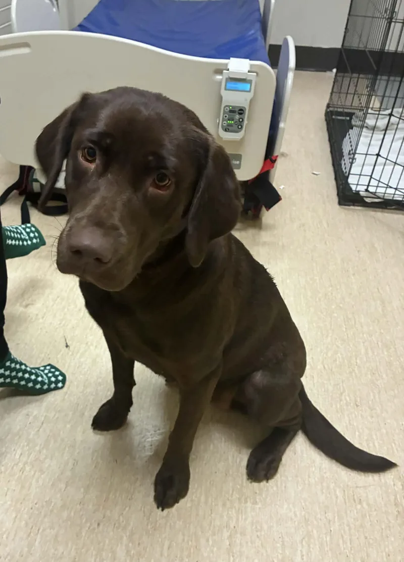 A young large-sized female Labrador Retriever dog named Maple for adoption in Lewistown, PA