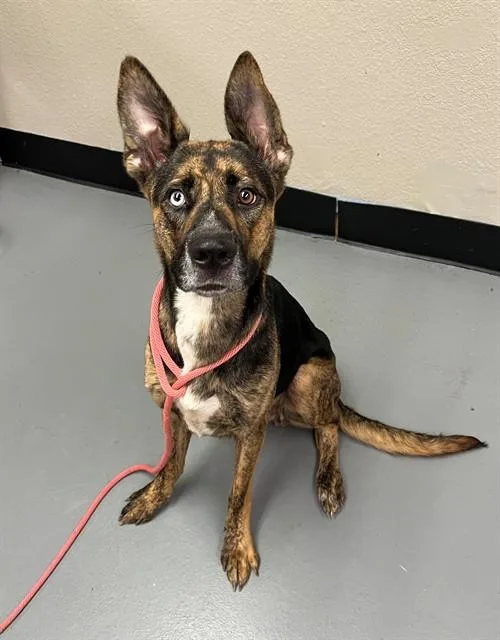 A young medium-sized female Shepherd dog named Flower for adoption in Phoenix, OR