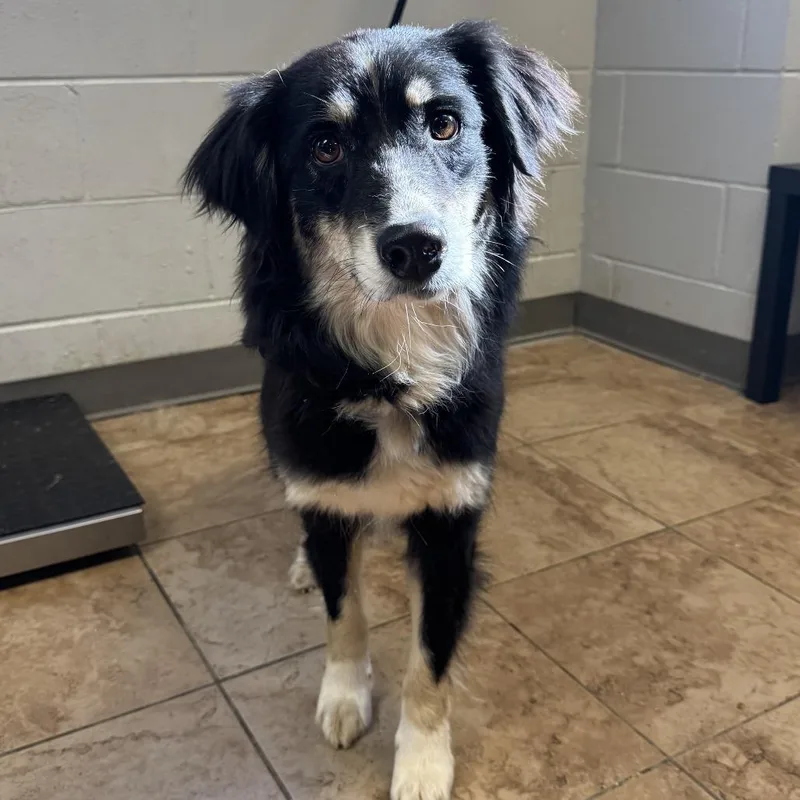 An adult medium-sized female Black Australian Shepherd dog named Pandora for adoption in Tuscaloosa, AL