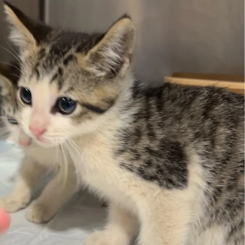 A baby small-sized male Brown / Chocolate Domestic Short Hair cat named Wind for adoption in Manheim, PA