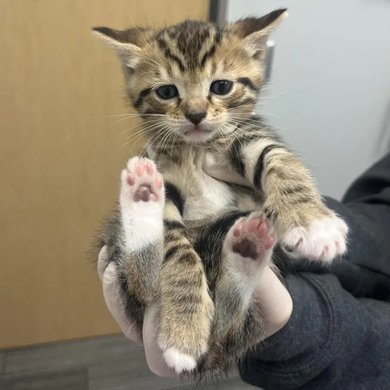 A young large-sized male Domestic Short Hair cat named Wally for adoption in Jacksonville, FL