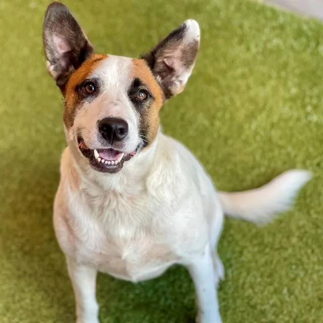 A young medium-sized female Mixed Breed dog named Dakota for adoption in Edmond, OK