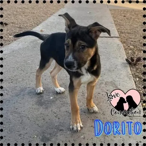 A baby medium-sized male Black Shepherd dog named Dorito for adoption in Gilbert, AZ