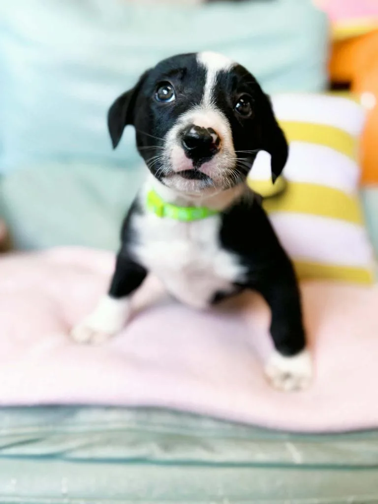A baby medium-sized female Pit Bull Terrier dog named Anchovy for adoption in Effingham, IL
