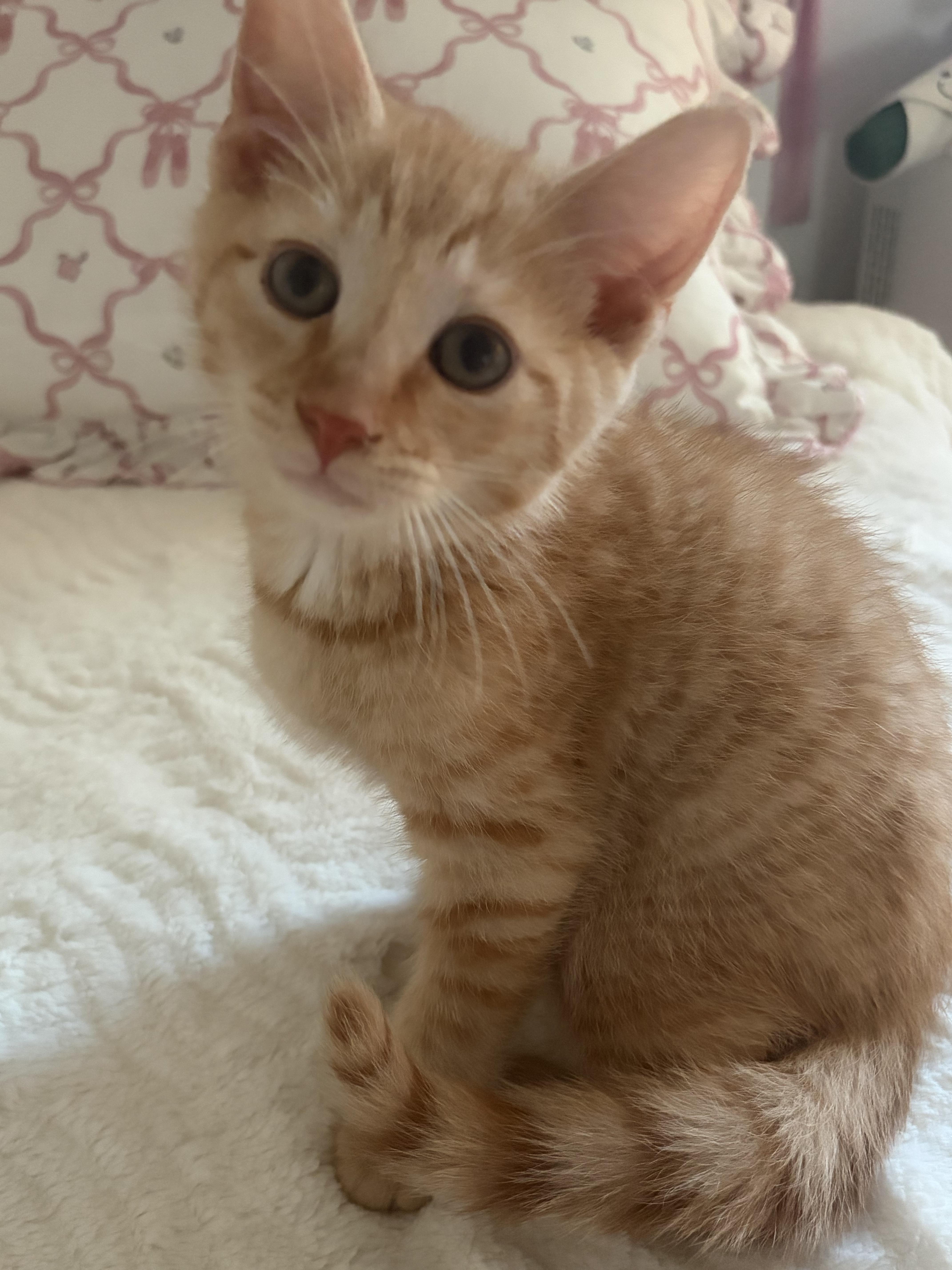 A baby small-sized female Tabby (Orange / Red) Domestic Short Hair cat named Pickles  Tater Tot for adoption in Thomaston, CT
