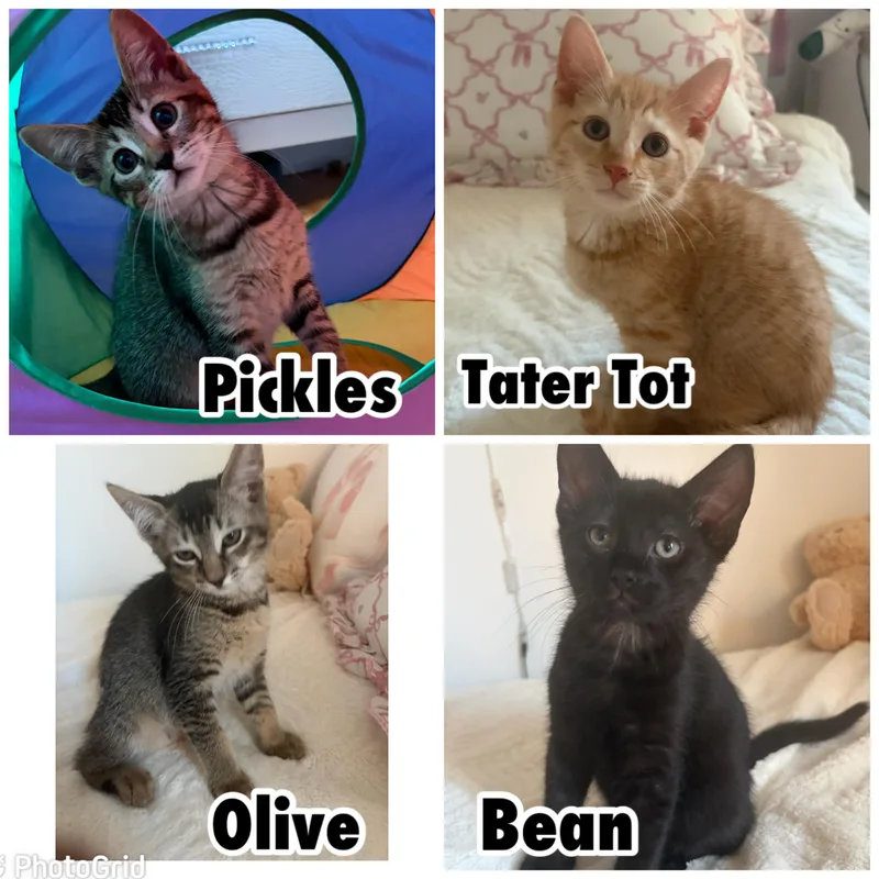 Pickles  Tater Tot thumbnail 3