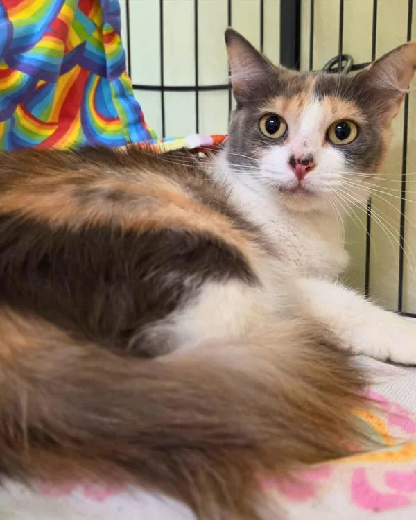 A young small-sized female Domestic Medium Hair cat named Farro for adoption in Novato, CA