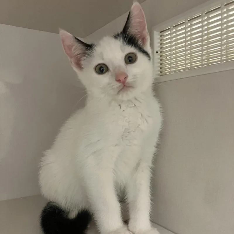 A baby small-sized male White Domestic Short Hair cat named Kai for adoption in Redwood City, CA