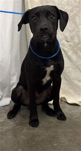 A young medium-sized male Labrador Retriever dog named Mater for adoption in Rosenberg, TX