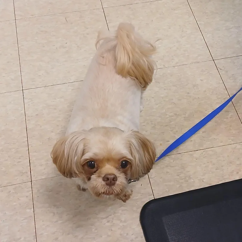 An adult small-sized female Shih Tzu dog named Lola for adoption in Lexington, KY
