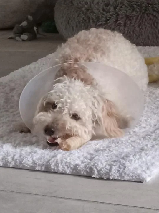 A young small-sized male White / Cream Bichon Frise dog named Doodle for adoption in Fresno, CA