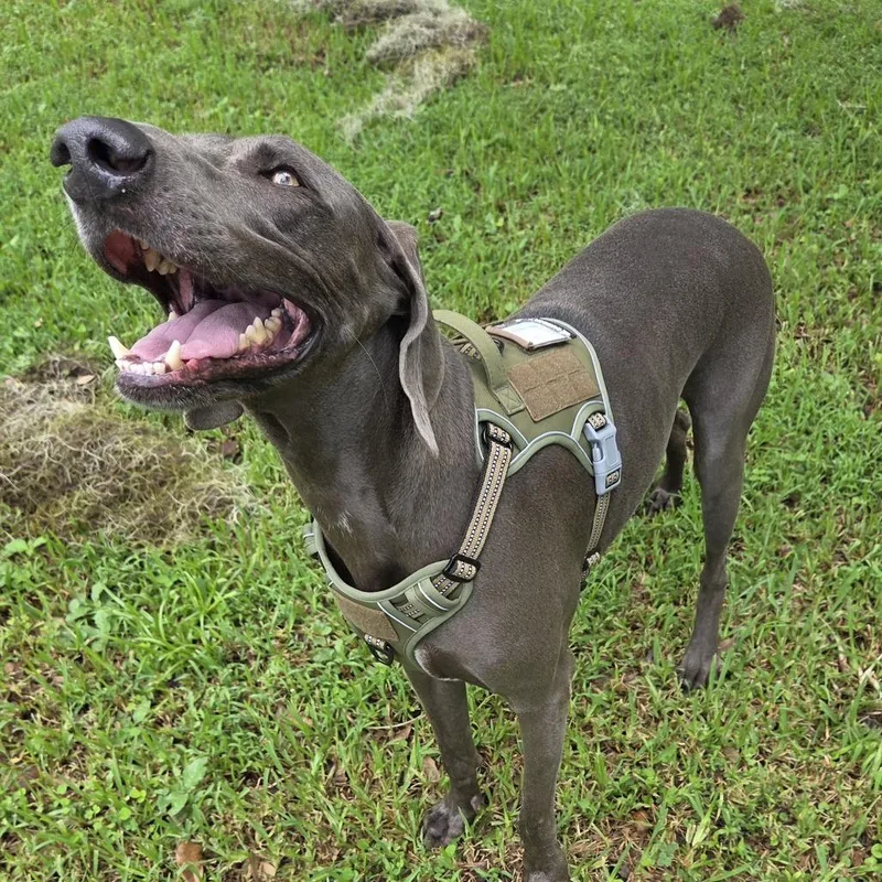An adult large-sized male Weimaraner dog named Grey Goose for adoption in Sarasota, FL