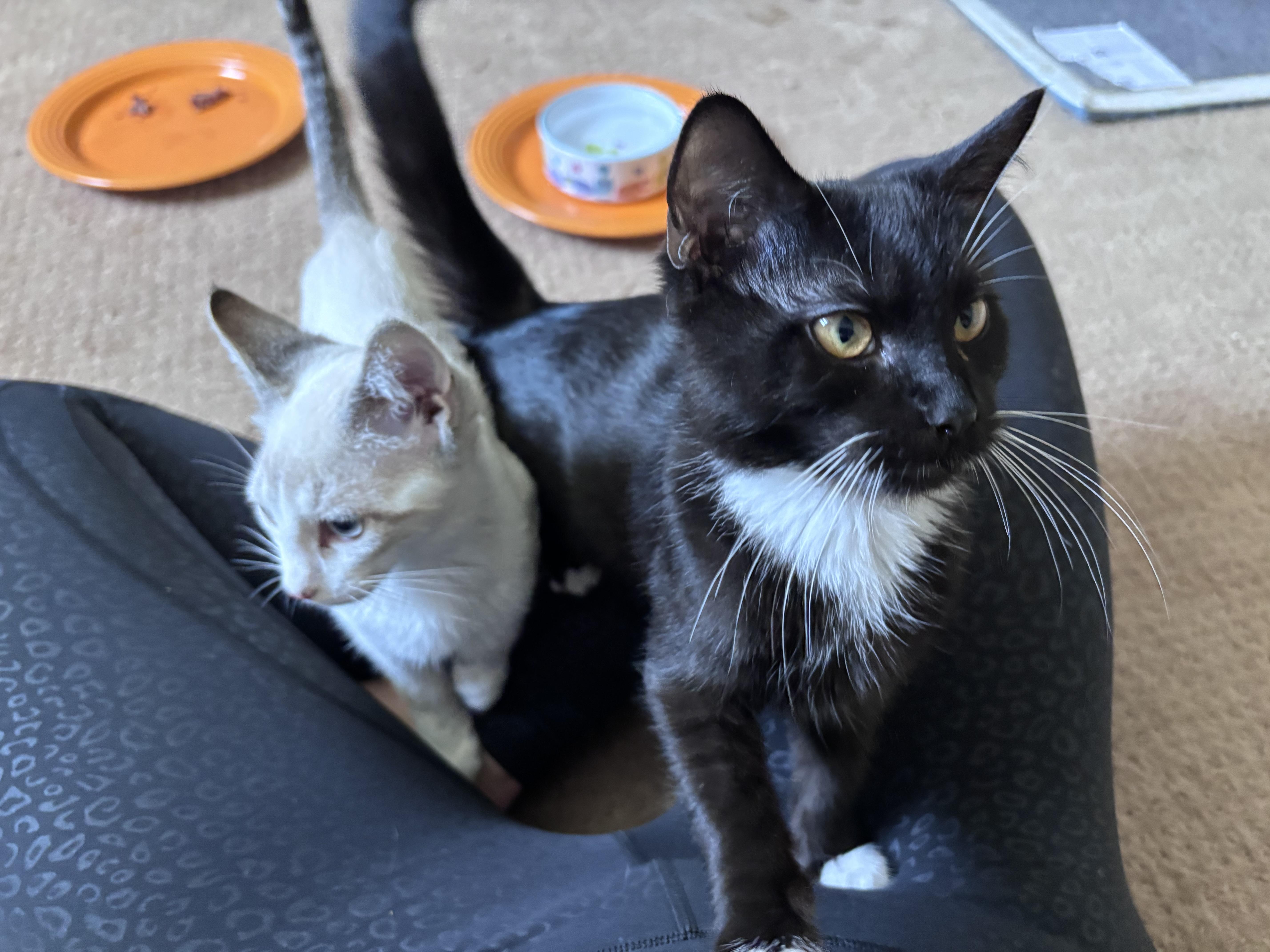 A baby medium-sized male Black & White / Tuxedo Domestic Short Hair cat named Pepper for adoption in Frederick, MD