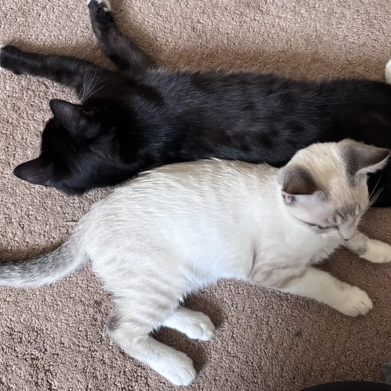 Pepper thumbnail 2