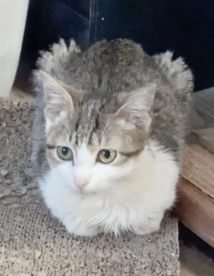 A baby medium-sized female Domestic Short Hair cat named Madonna for adoption in Hartsville, SC