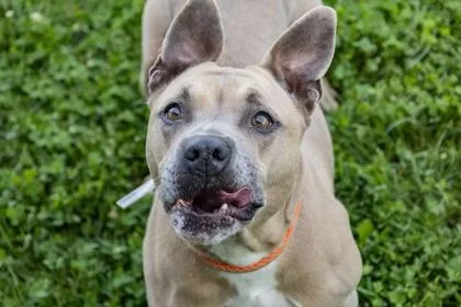 A senior medium-sized female Pit Bull Terrier dog named Jj for adoption in Kansas City, MO