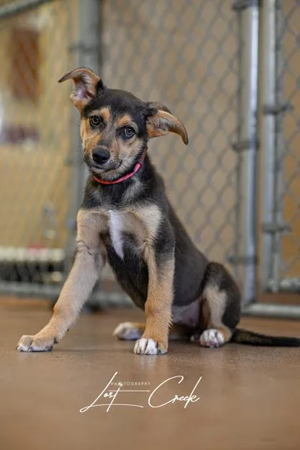 A baby large-sized female German Shepherd Dog dog named Willow for adoption in Kalispell, MT