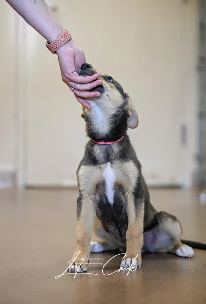 Willow thumbnail 2