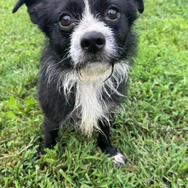 A young small-sized male Terrier dog named Domino for adoption in East Hartford, CT