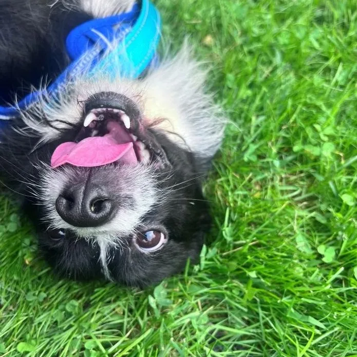 Domino thumbnail 4