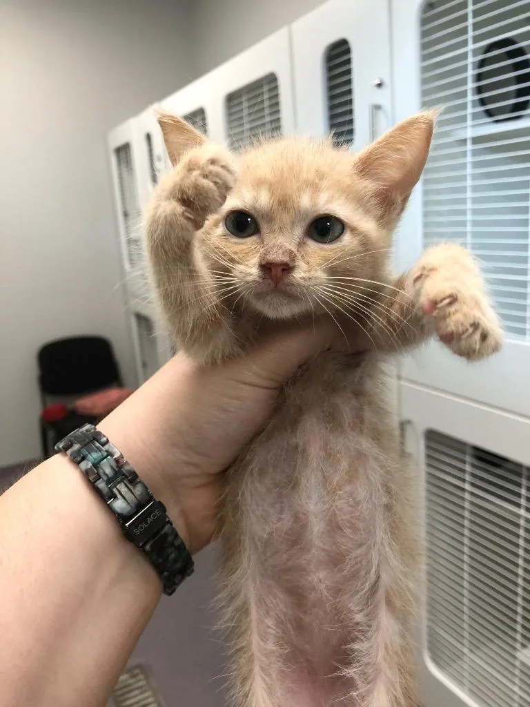 A baby medium-sized male Domestic Short Hair cat named Liam for adoption in Benton, AR