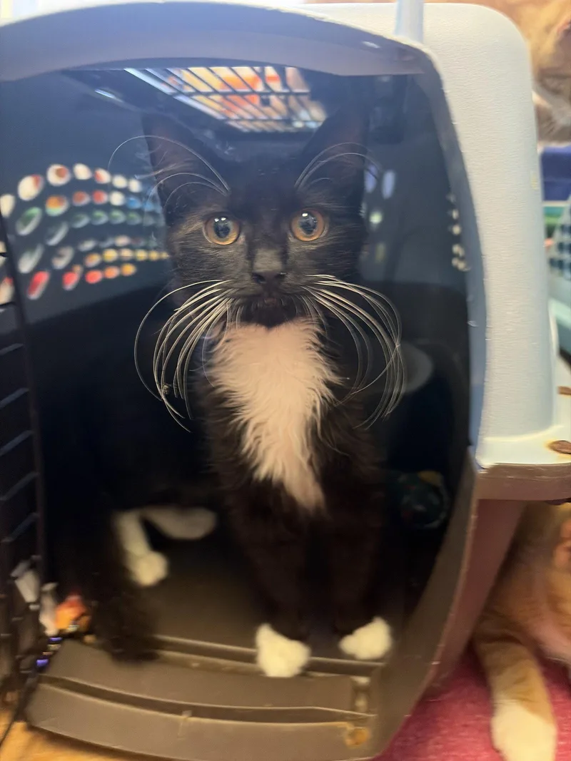 A baby medium-sized male Black & White / Tuxedo Domestic Short Hair cat named Willie for adoption in Social Circle, GA