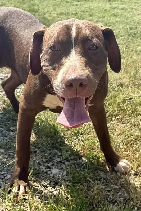 A young medium-sized female Brown / Chocolate Pit Bull Terrier dog named Mary for adoption in Maryville, TN