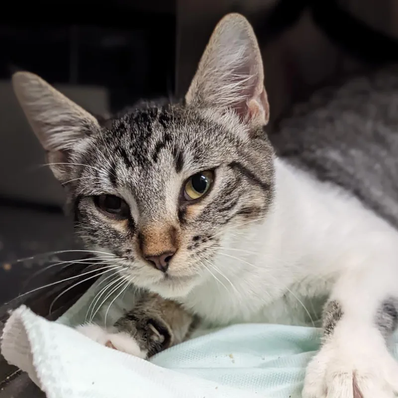 An adult medium-sized female Gray / Blue / Silver Domestic Short Hair cat named Patrick Mahomes for adoption in Austin, TX