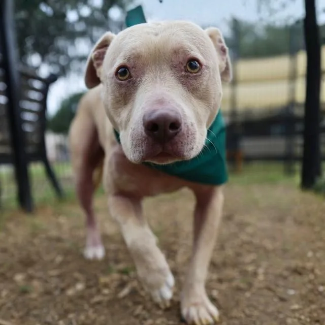 An adult medium-sized male American Staffordshire Terrier dog named Bumi for adoption in San Antonio, TX