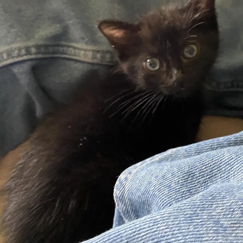A baby small-sized male Black Domestic Short Hair cat named Cat Williams for adoption in Chattanooga, TN